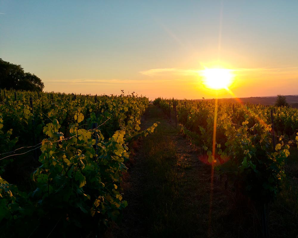 Marcellino Pane e Vino - MAMBO adv