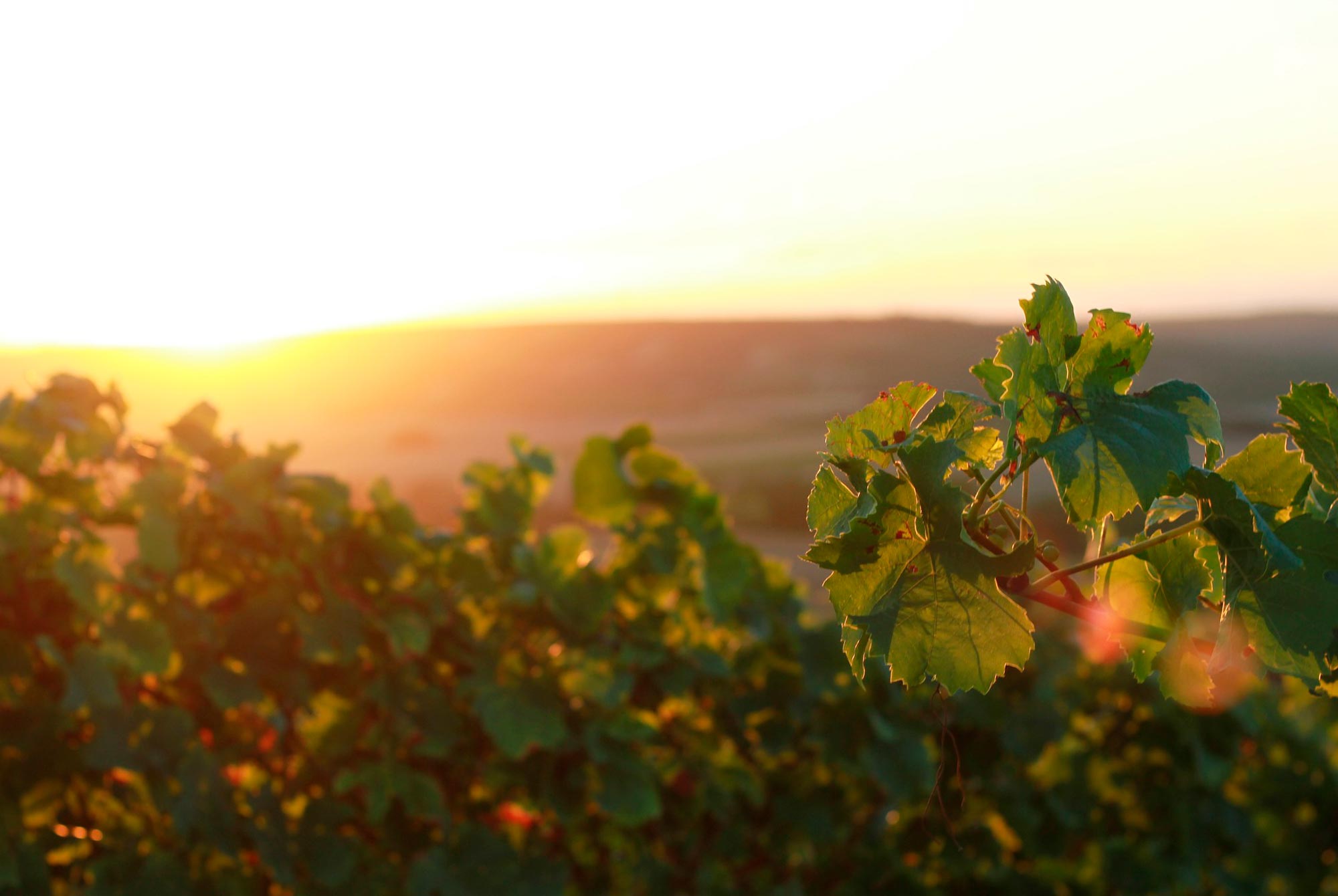 Marcellino Pane e Vino Full - MAMBO adv